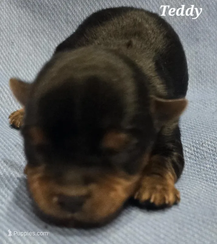 Teacup Teddy  – Yorkshire Terrier puppy for sale in Fairbanks, AK