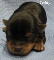 Teacup Teddy , a male Yorkshire Terrier for sale in Fairbanks, AK – 1 of 7