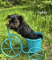AKC European bloodline , a  Yorkshire Terrier for sale in Fairbanks, AK – 4 of 8