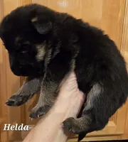 Akc Helda, a female German Shepherd Dog for sale in Fairbanks, AK – Photo 6 of 6