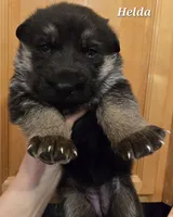 Akc Helda, a female German Shepherd Dog for sale in Fairbanks, AK – Photo 3 of 6