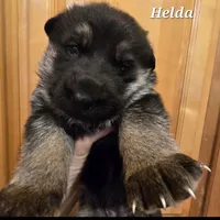 Akc Helda, a female German Shepherd Dog for sale in Fairbanks, AK – Photo 2 of 6