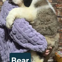 Akc Bear, a male Saint Bernard for sale in Fairbanks, AK – Photo 4 of 10