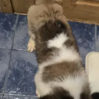 Akc Bear, a male Saint Bernard for sale in Fairbanks, AK – Photo 8 of 10