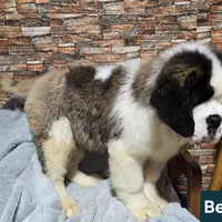 Akc Bear, a male Saint Bernard for sale in Fairbanks, AK – Photo 5 of 10