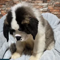 Akc Bear, a male Saint Bernard for sale in Fairbanks, AK – Photo 3 of 10