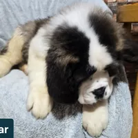 Akc Bear, a male Saint Bernard for sale in Fairbanks, AK – Photo 9 of 10