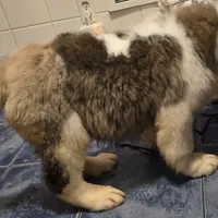 Akc Bear, a male Saint Bernard for sale in Fairbanks, AK – Photo 6 of 10