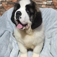 Akc Bear, a male Saint Bernard for sale in Fairbanks, AK – Photo 1 of 10