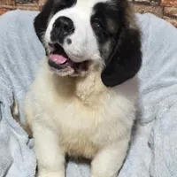 Akc Bear, a male Saint Bernard for sale in Fairbanks, AK – Photo 2 of 10
