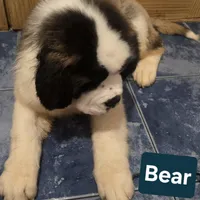 Akc Bear, a male Saint Bernard for sale in Fairbanks, AK – Photo 10 of 10