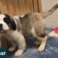 Akc Bear, a male Saint Bernard for sale in Fairbanks, AK – Photo 7 of 10