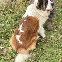 Ruby, a female Saint Bernard for sale in Fairbanks, AK – Photo 2 of 2