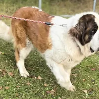 Ruby, a female Saint Bernard for sale in Fairbanks, AK – Photo 1 of 2