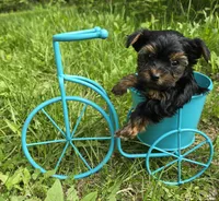 Teacup Peanut , a male Yorkshire Terrier for sale in Fairbanks, AK – 3 of 7
