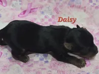 Teacup Daisy , a female Yorkshire Terrier for sale in Fairbanks, AK – 4 of 5