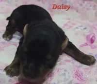 Teacup Daisy , a female Yorkshire Terrier for sale in Fairbanks, AK – 5 of 5