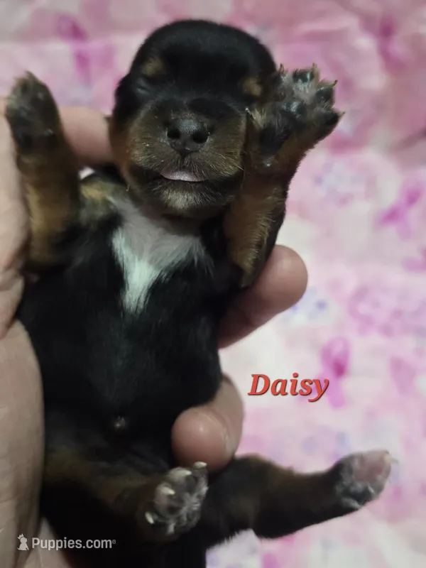 Teacup Daisy  – Yorkshire Terrier puppy on hold in Fairbanks, AK