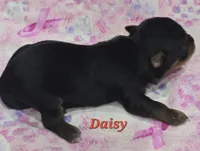 Teacup Daisy , a female Yorkshire Terrier for sale in Fairbanks, AK – 2 of 5