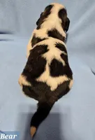 AKC Bear Hoĺd, a male Saint Bernard for sale in Fairbanks, AK – Photo 2 of 7