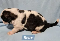 AKC Bear Hoĺd, a male Saint Bernard for sale in Fairbanks, AK – Photo 6 of 7