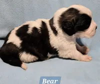 AKC Bear Hoĺd, a male Saint Bernard for sale in Fairbanks, AK – Photo 3 of 7
