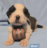 AKC Bear Hoĺd, a male Saint Bernard for sale in Fairbanks, AK – Photo 1 of 7