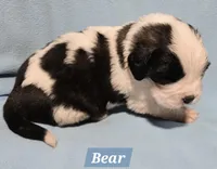 AKC Bear Hoĺd, a male Saint Bernard for sale in Fairbanks, AK – Photo 5 of 7