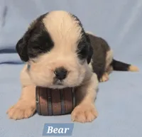 AKC Bear Hoĺd, a male Saint Bernard for sale in Fairbanks, AK – Photo 7 of 7