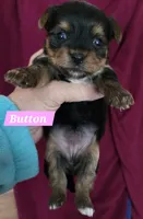 Teacup  Button , a female Yorkshire Terrier for sale in Fairbanks, AK – 7 of 7