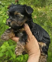 Teacup Peanut , a male Yorkshire Terrier for sale in Fairbanks, AK – 4 of 7