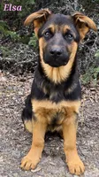 AkC European bloodline , a  German Shepherd Dog for sale in Fairbanks, AK – 5 of 5
