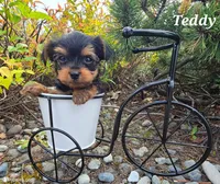 AKC European bloodline , a  Yorkshire Terrier for sale in Fairbanks, AK – 7 of 8