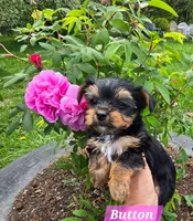 Teacup  Button  Hold, a female Yorkshire Terrier for sale in Fairbanks, AK – 4 of 7