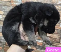 AKC Greta, a female German Shepherd Dog for sale in Fairbanks, AK – Photo 5 of 6