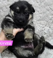 AKC Greta, a female German Shepherd Dog for sale in Fairbanks, AK – Photo 6 of 6