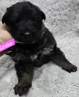 AKC Greta, a female German Shepherd Dog for sale in Fairbanks, AK – Photo 1 of 6