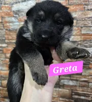 AKC Greta, a female German Shepherd Dog for sale in Fairbanks, AK – Photo 3 of 6