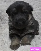 AKC Greta, a female German Shepherd Dog for sale in Fairbanks, AK – Photo 2 of 6