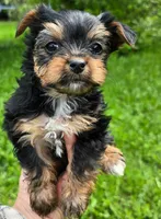 Teacup  Button  Hold, a female Yorkshire Terrier for sale in Fairbanks, AK – 2 of 7