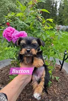 Teacup  Button  Hold, a female Yorkshire Terrier for sale in Fairbanks, AK – 7 of 7