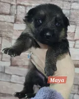 Akc Maya, a female German Shepherd Dog for sale in Fairbanks, AK – Photo 3 of 6