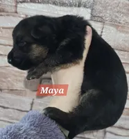 Akc Maya, a female German Shepherd Dog for sale in Fairbanks, AK – Photo 2 of 6