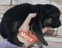 Akc Maya, a female German Shepherd Dog for sale in Fairbanks, AK – Photo 1 of 6