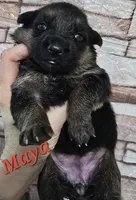 Akc Maya, a female German Shepherd Dog for sale in Fairbanks, AK – Photo 4 of 6
