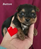 Teacup  Button , a female Yorkshire Terrier for sale in Fairbanks, AK – 5 of 7