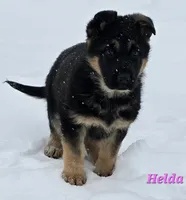 Helda girl, a female German Shepherd Dog for sale in Fairbanks, AK – Photo 3 of 8