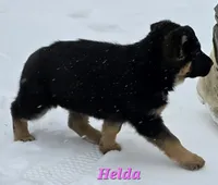 Helda girl, a female German Shepherd Dog for sale in Fairbanks, AK – Photo 5 of 8