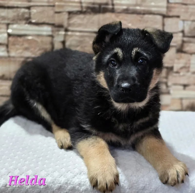 Helda girl – German Shepherd Dog puppy for sale in Fairbanks, AK