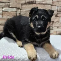 Helda girl, a female German Shepherd Dog for sale in Fairbanks, AK – Photo 1 of 8